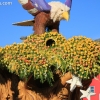 roseparade_6507