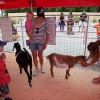 pettingzoo_5485