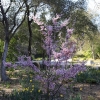 descansogardens_8912