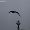 manhattanbeach_4010