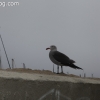 redondobeach_3712