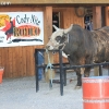 codyrodeo_5050