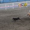 codyrodeo_5087