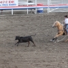 codyrodeo_5092