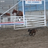 codyrodeo_5097