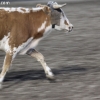 codyrodeo_5759