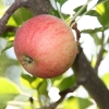 countyorchard_0433