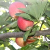 countyorchard_0434