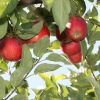 countyorchard_0435