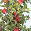countyorchard_0436