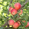 countyorchard_0437