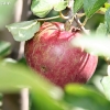 countyorchard_0443