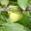 countyorchard_0444