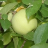 countyorchard_0445