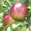 countyorchard_0446