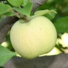 countyorchard_0447