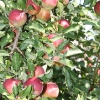countyorchard_0448