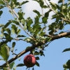 countyorchard_0449