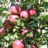 countyorchard_0450