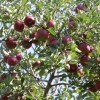 countyorchard_0451