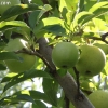 countyorchard_0452