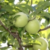 countyorchard_0453