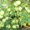 countyorchard_0455