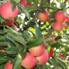 countyorchard_0457
