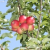 countyorchard_0458