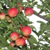 countyorchard_0459