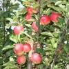countyorchard_0460