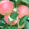 countyorchard_0461