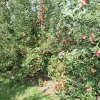 countyorchard_0462