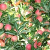 countyorchard_0463