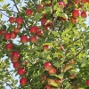 countyorchard_0464