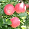 countyorchard_0466