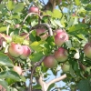 countyorchard_0468