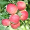 countyorchard_0469