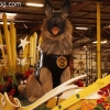 parade-floats_9074