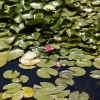 descansogardens_9346