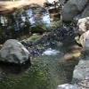 descansogardens_9375