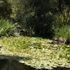 descansogardens_9389