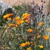 descansogardens_9395