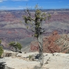 grandcanyon_7873