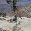grandcanyon_7874