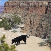 grandcanyon_7949