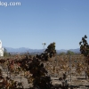 vineyards_3469