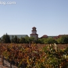 vineyards_3471