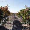vineyards_3473