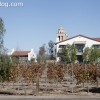 vineyards_3477